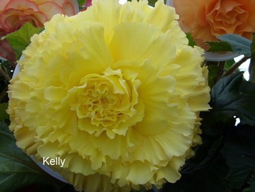 B. ‘Kelly’